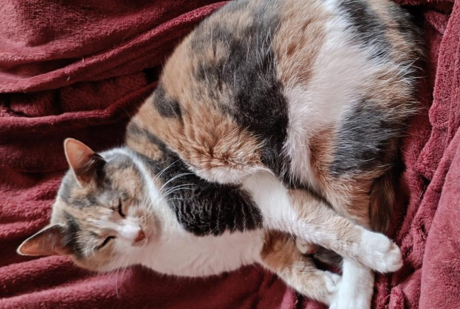 Alerta de Desaparición Gato  Hembra , 3 años Vibraye Francia