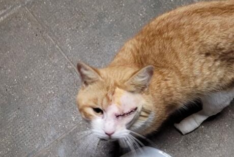 Alerta de Desaparición Gato Macho , 5 años Saint-Cyr-des-Gâts Francia