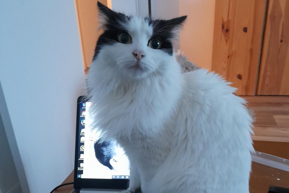 Alerta de Desaparición Gato cruce Hembra , 4 años Maisoncelles-en-Brie Francia