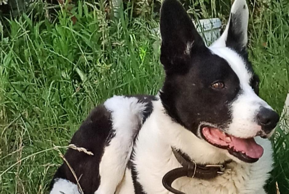 Alerta de Desaparición Perro cruce Macho , 11 años Moncy Francia