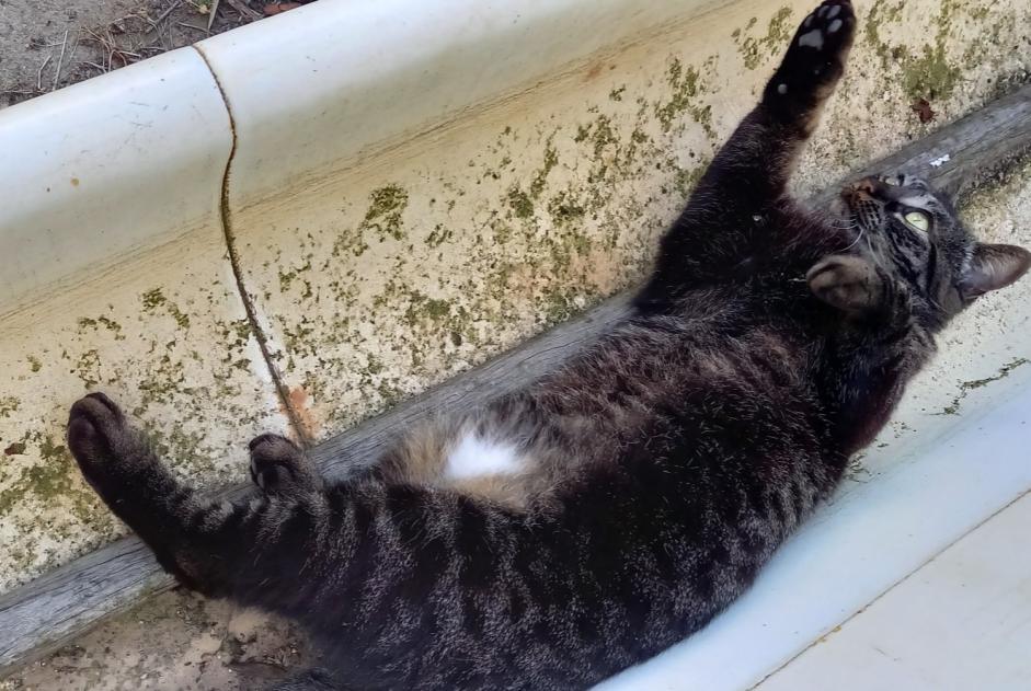 Alerta de Desaparición Gato cruce Hembra , 7 años Chasselay Francia