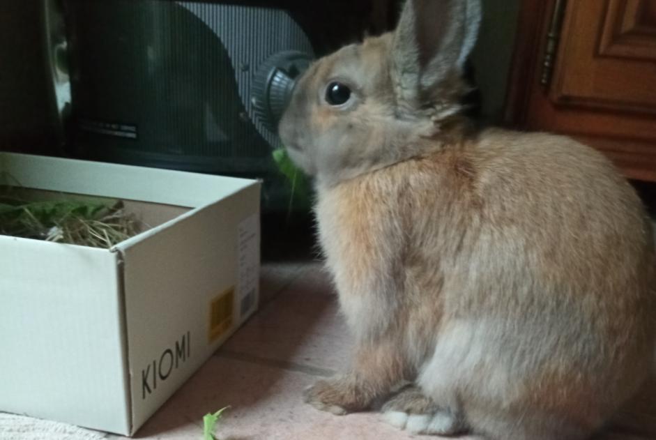 Alerta de Hallazgo Conejo Desconocido Brazey-en-Plaine Francia