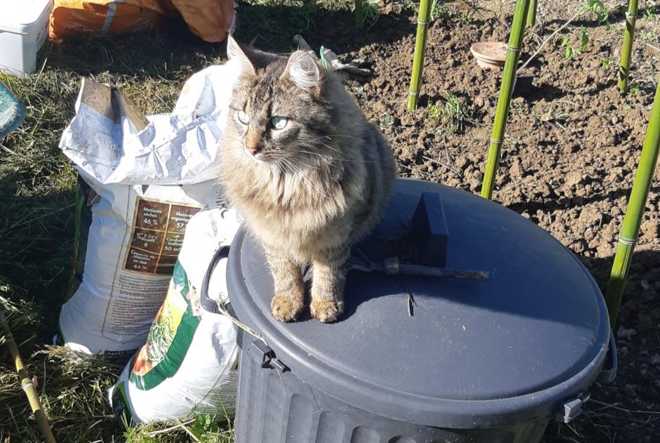 Alerta de Desaparición Gato cruce Macho , 2 años Theys Francia