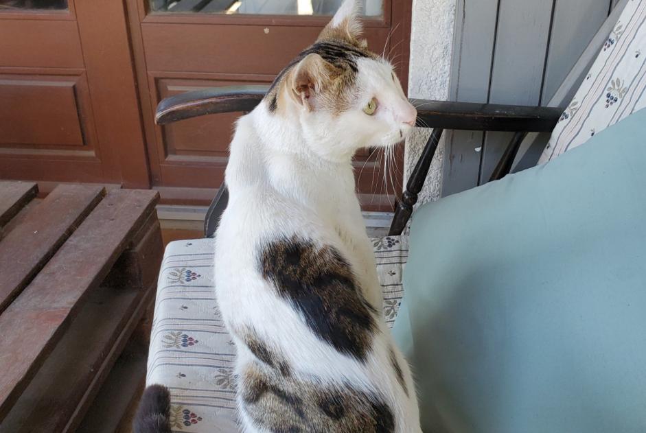 Alerta de Hallazgo Gato cruce Macho Villeneuve-Tolosane Francia