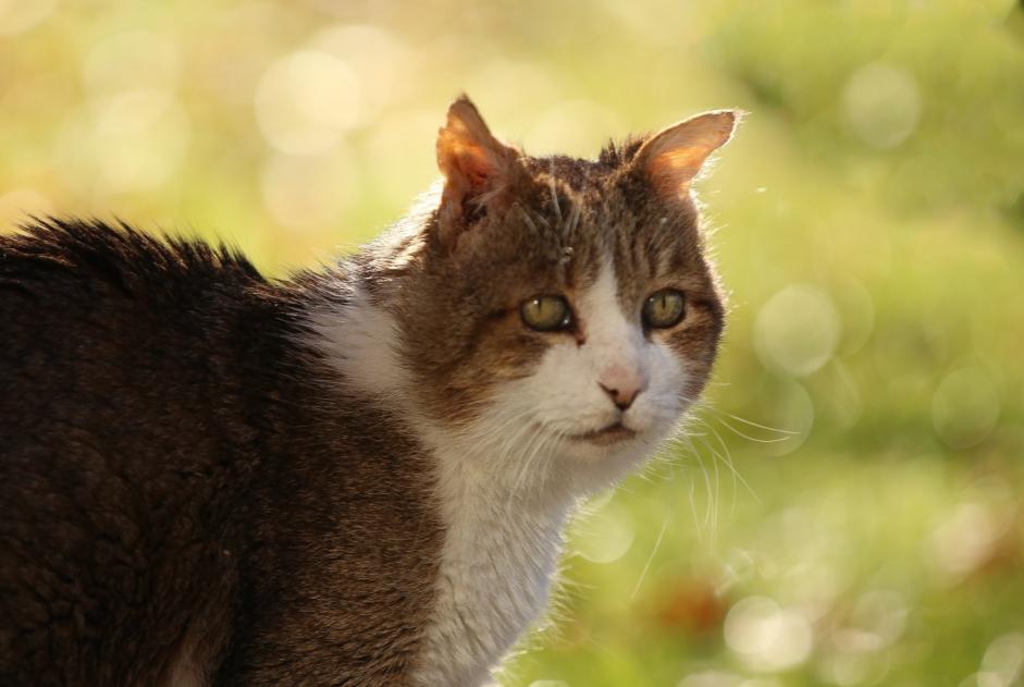 Alerta de Desaparición Gato  Macho , 18 años Dolus-d'Oléron Francia