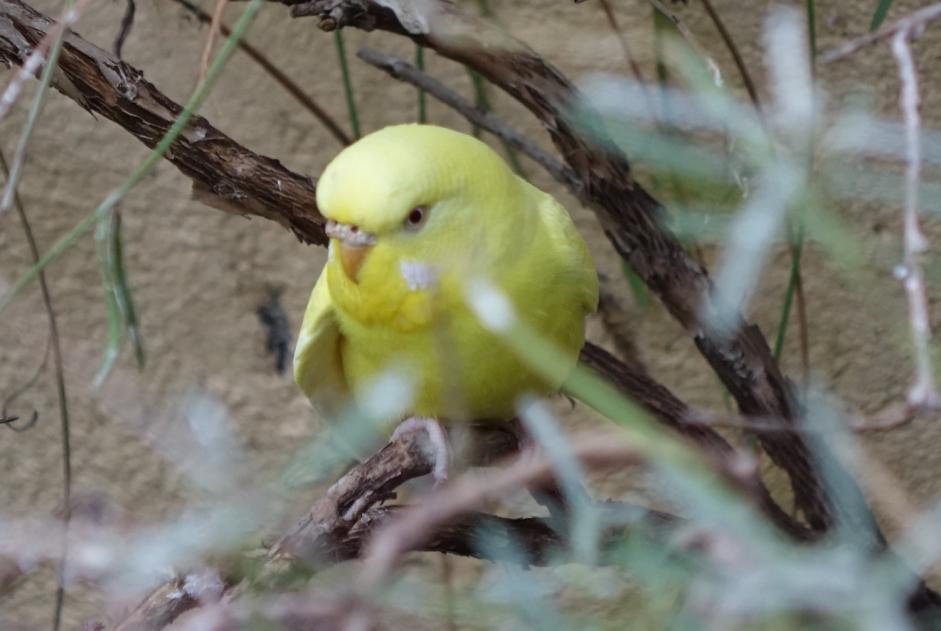 Alerta de Hallazgo Pájaro Hembra La Tour-sur-Orb Francia