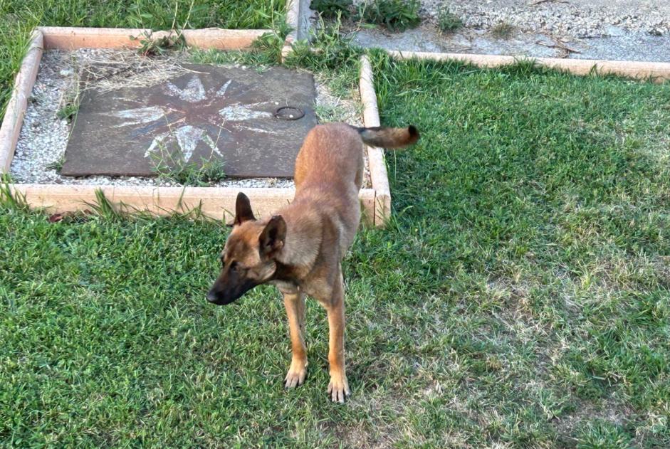 Alerta de Hallazgo Perro  Desconocido Saint-Jean-Bonnefonds Francia