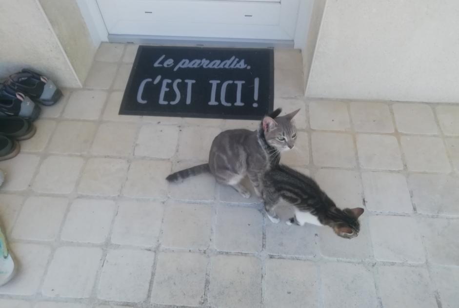 Alerta de Hallazgo Gato Hembra Coulgens Francia