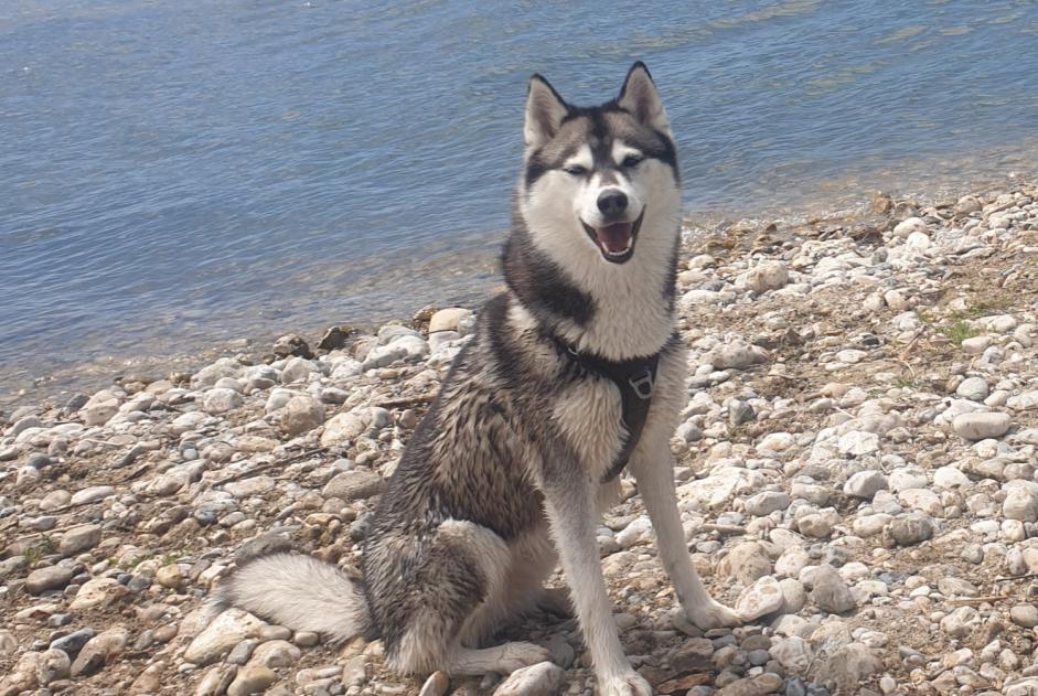 Alerta de Desaparición Perro  Hembra , 5 años Les Deserts Francia