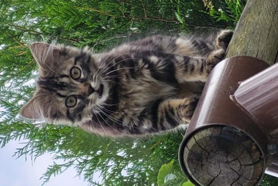 Alerta de Desaparición Gato Macho , 0 años Le Blanc-Mesnil Francia