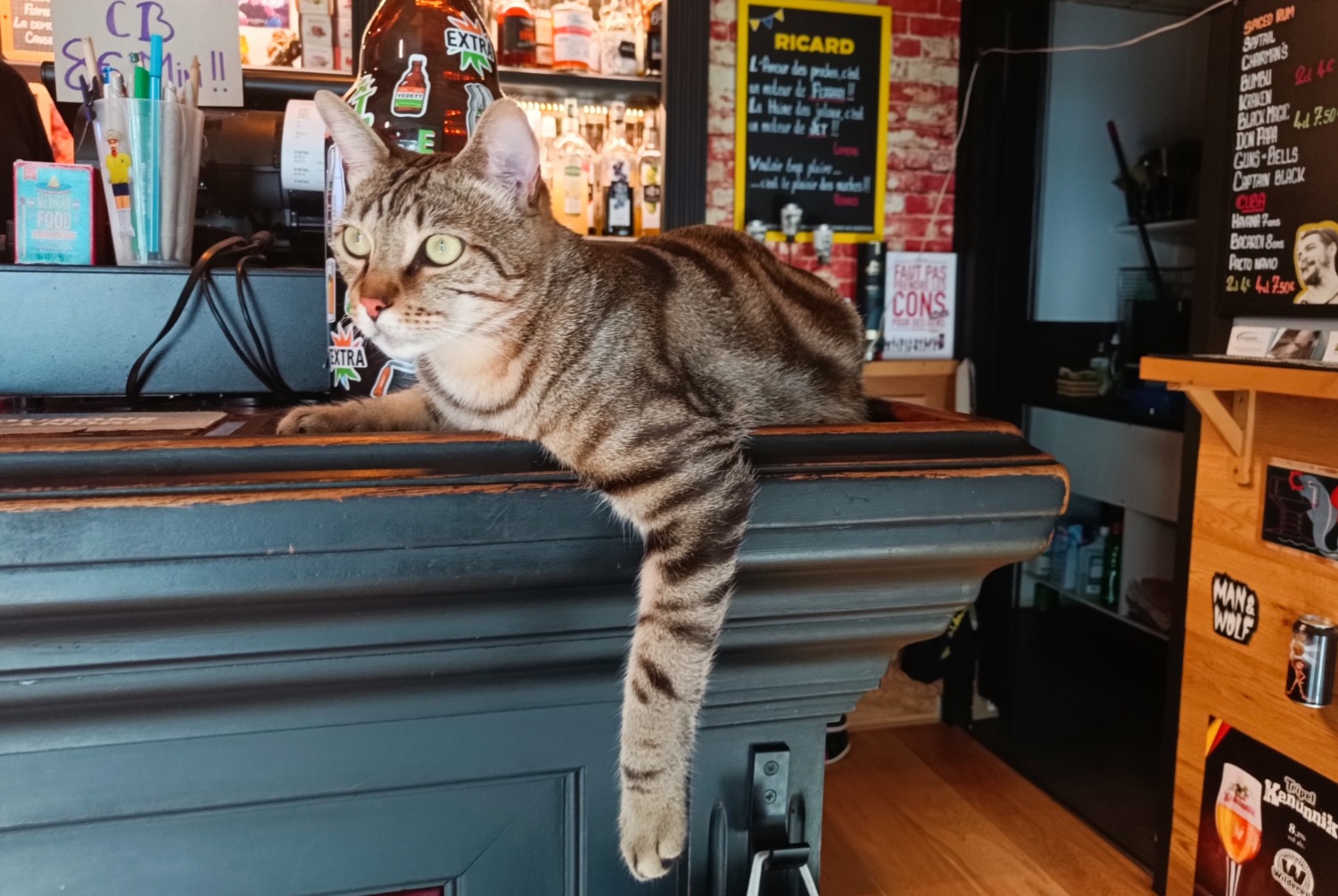 Alerta de Desaparición Gato Macho , 2 años Albertville Francia