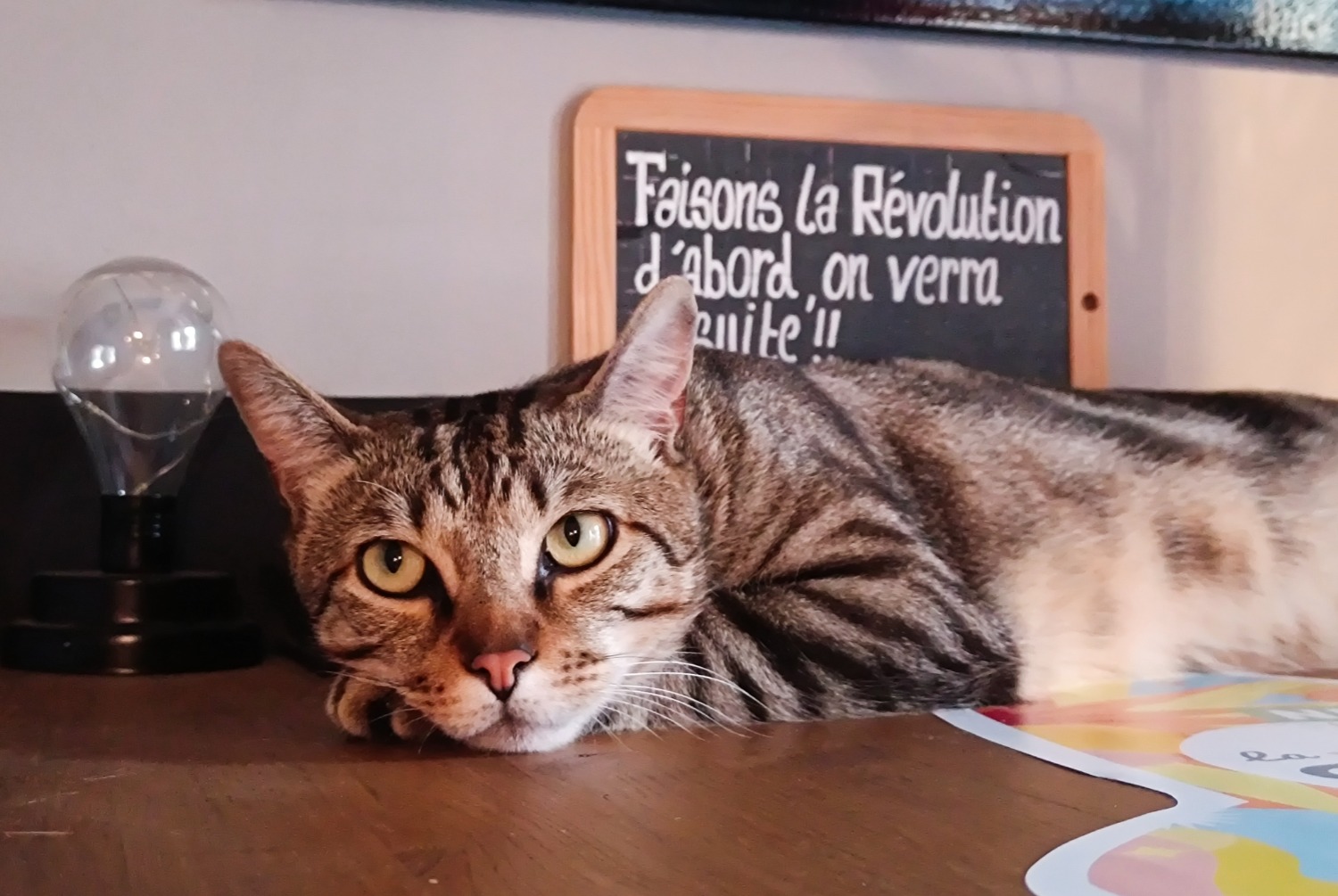 Alerta de Desaparición Gato Macho , 2 años Albertville Francia