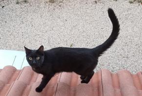 Alerta de Desaparición Gato  Macho , 1 años Saint-Genis-Laval Francia