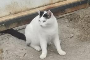 Alerta de Desaparición Gato Hembra , 1 años Carcassonne Francia