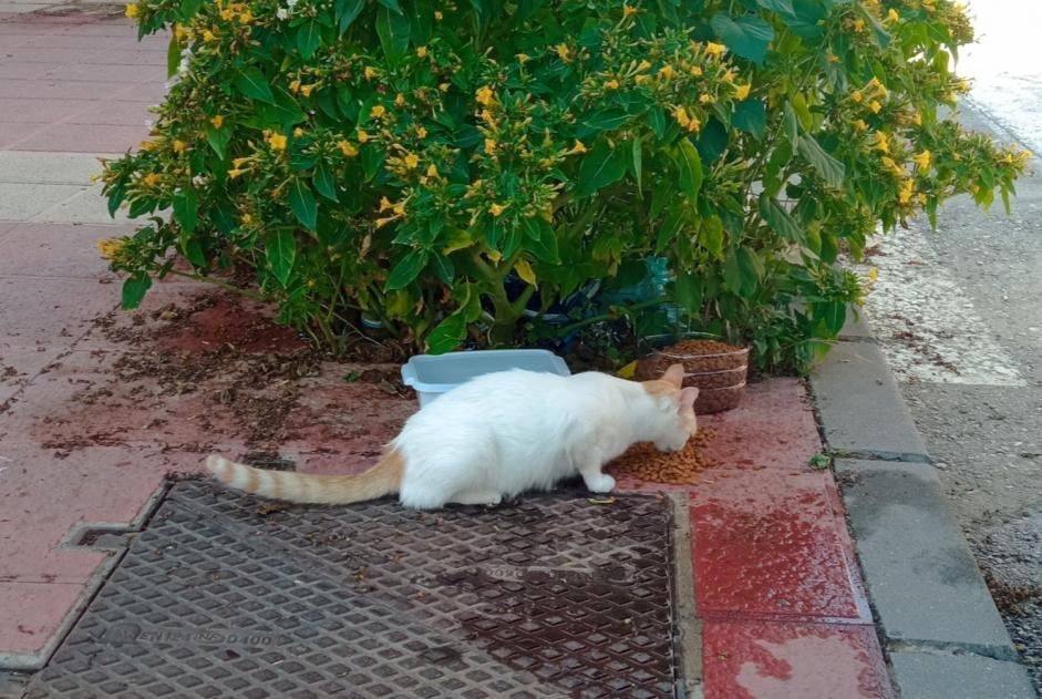 Alerta de Desaparición Gato Hembra , 4 años Murcia España