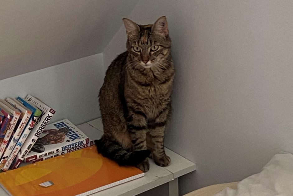 Alerta de Desaparición Gato  Hembra , 3 años Angers Francia