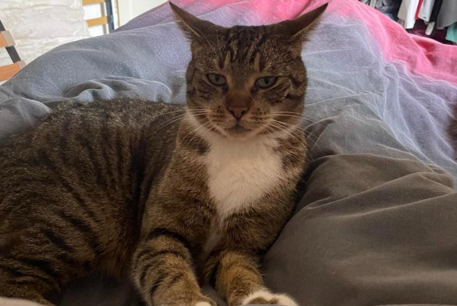 Alerta de Desaparición Gato cruce Macho , 4 años Denain Francia