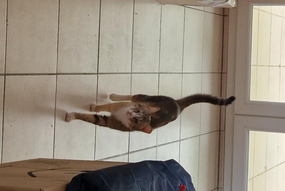 Alerta de Desaparición Gato Hembra , 3 años Montpellier Francia