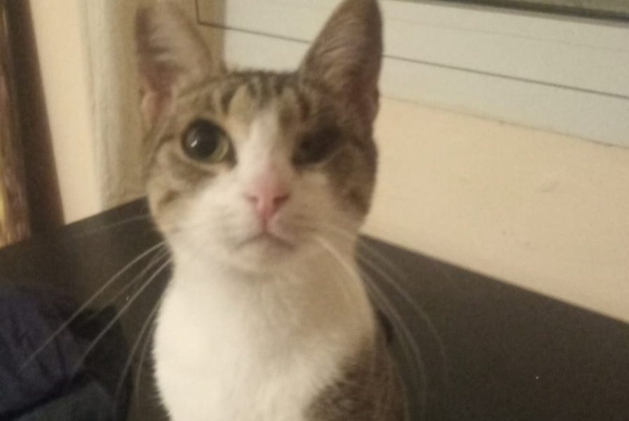 Alerta de Desaparición Gato Hembra , 5 años Marseille Francia