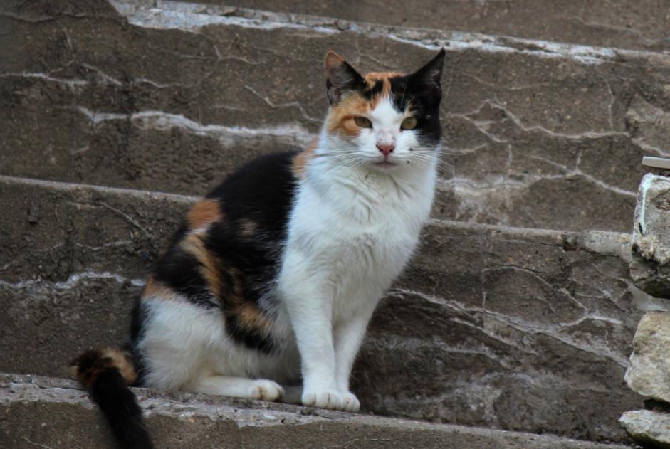 Alerta de Hallazgo Gato Desconocido , 3 años Creutzwald Francia