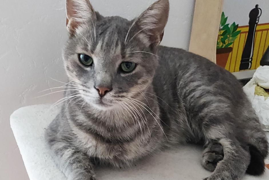 Alerta de Desaparición Gato Macho , 5 años Moret-Loing-et-Orvanne Francia