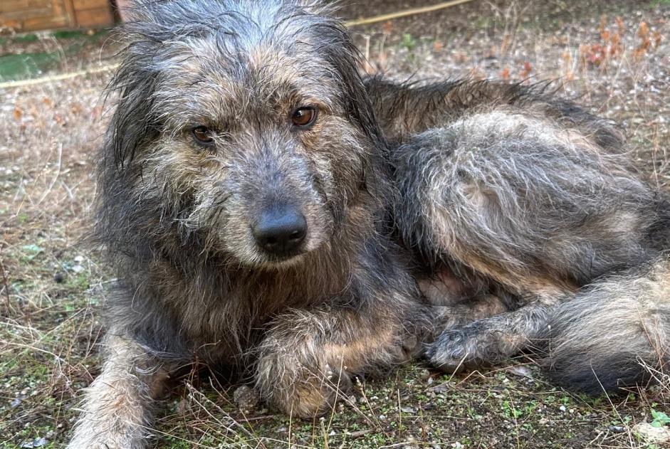 Alerta de Hallazgo Perro Macho , 6 años Speloncato Francia