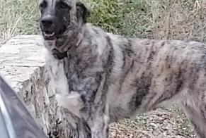 Alerta de Hallazgo Perro cruce Macho Lodève Francia