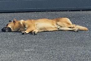 Alerta de Hallazgo Perro cruce Macho Perpignan Francia