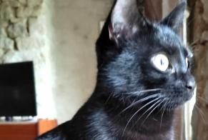 Alerta de Desaparición Gato Hembra , 2 años Luzay Francia