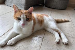 Alerta de Hallazgo Gato Hembra Chens-sur-Léman Francia