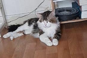 Alerta de Desaparición Gato cruce Macho , 2 años Saint-Denis Francia