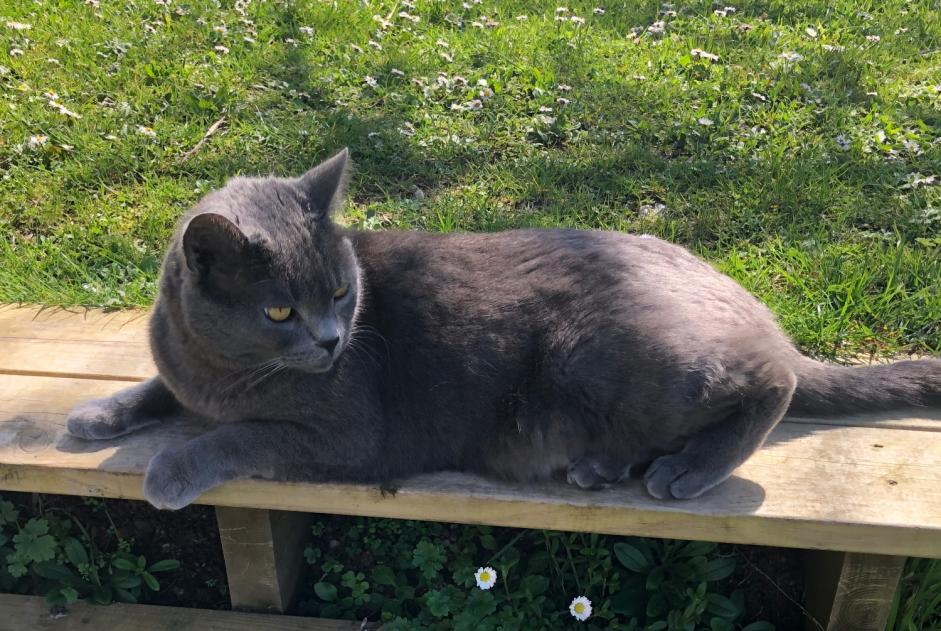 Alerta de Desaparición Gato Macho , 12 años Chanterac Francia