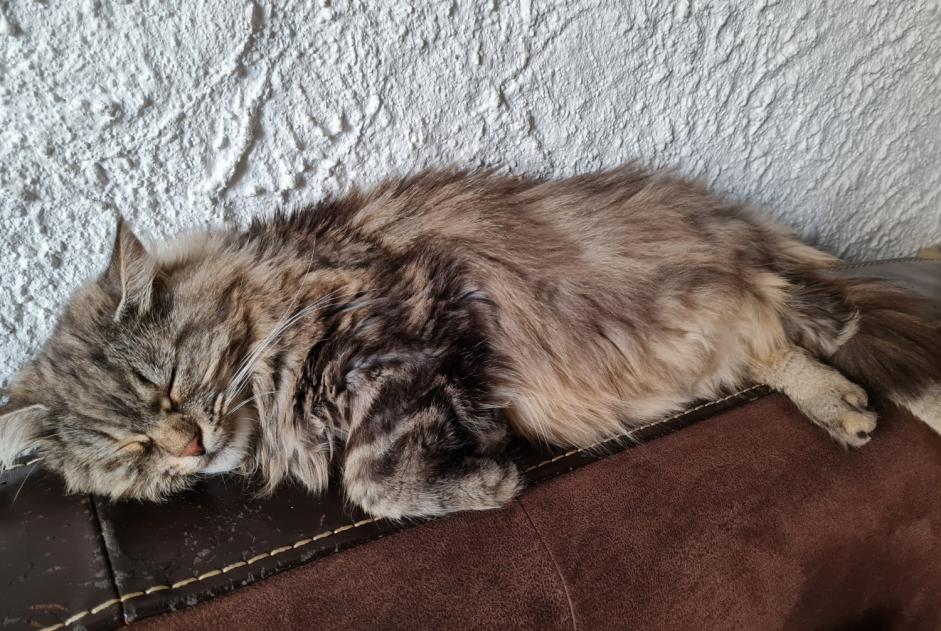 Alerta de Desaparición Gato Hembra , 9 años Montargis Francia