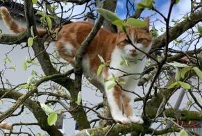 Alerta de Desaparición Gato Macho , 2 años Vullierens Suiza