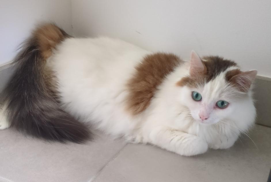 Alerta de Desaparición Gato  Macho , 6 años Toulouse Francia