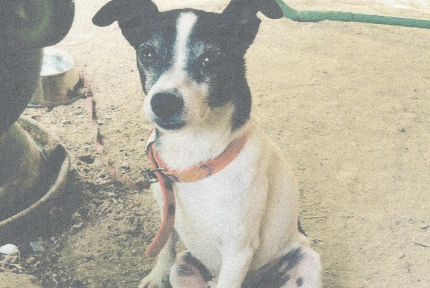 Alerta de Desaparición Perro Macho , 16 años Montesquieu-Lauragais Francia