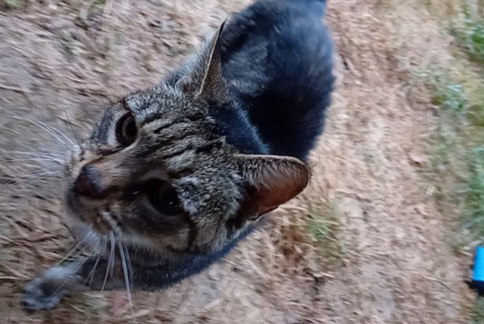 Alerta de Hallazgo Gato  Hembra Châtillon-en-Bazois Francia