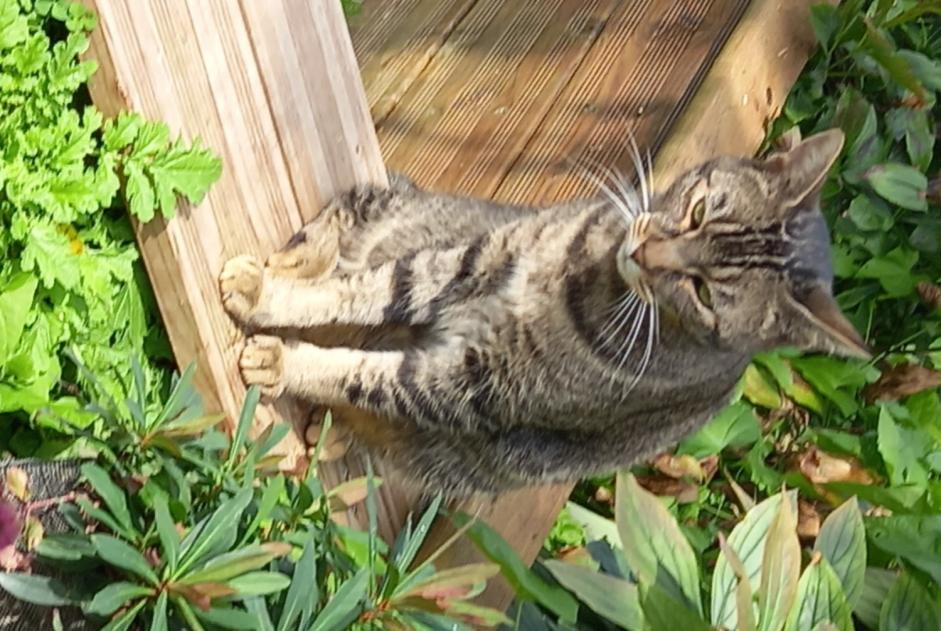 Alerta de Desaparición Gato Macho , 6 años Fontaine-Notre-Dame Francia