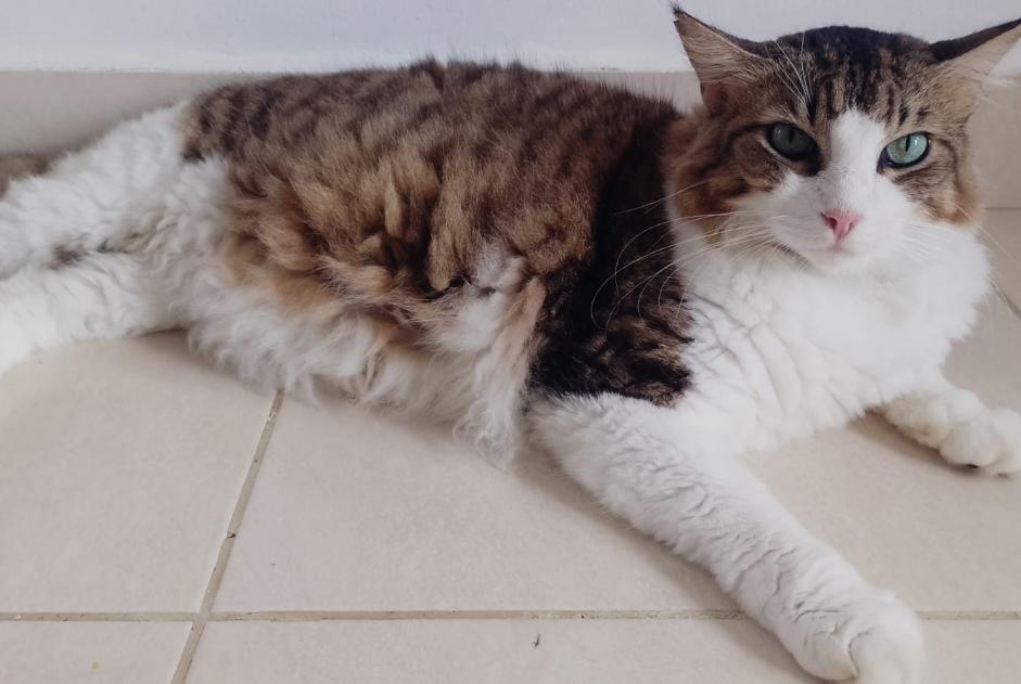 Alerta de Desaparición Gato cruce Macho , 6 años Toulouse Francia