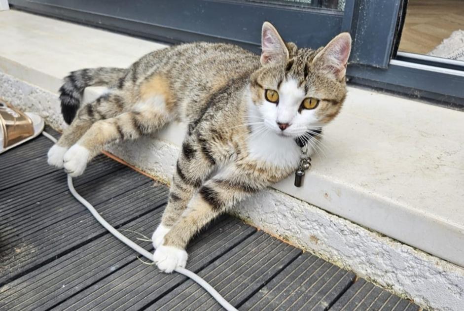 Alerta de Desaparición Gato  Hembra , 1 años Brens Francia