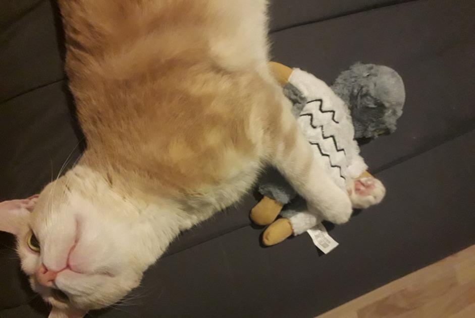 Alerta de Desaparición Gato  Macho , 6 años Brive-la-Gaillarde Francia