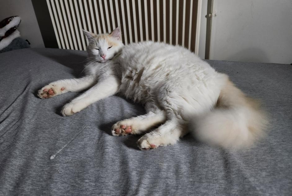 Alerta de Desaparición Gato  Macho , 3 años Rosny-sous-Bois Francia