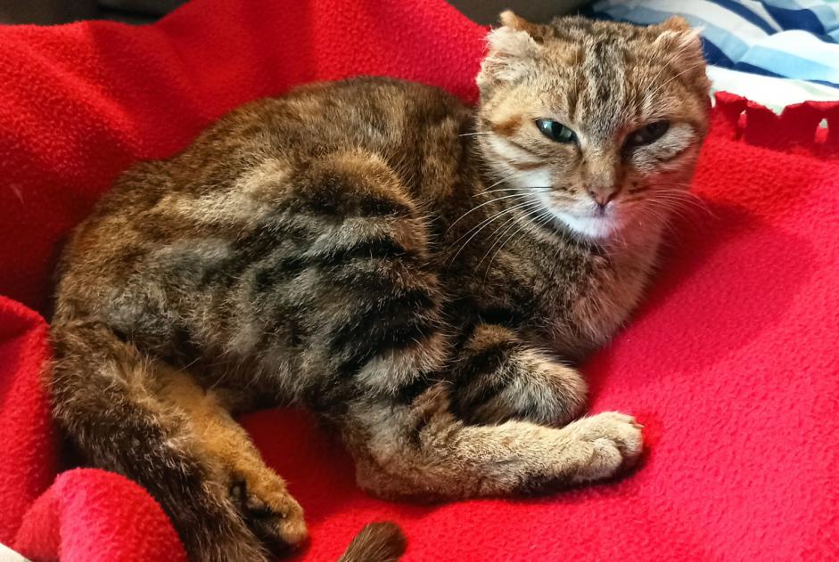 Alerta de Hallazgo Gato Hembra Plouër-sur-Rance Francia