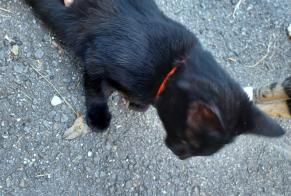 Alerta de Hallazgo Gato Macho Nendaz Suiza