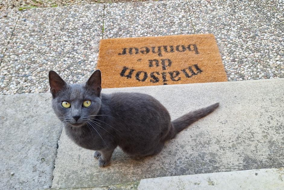 Alerta de Hallazgo Gato  Hembra Auxon Francia