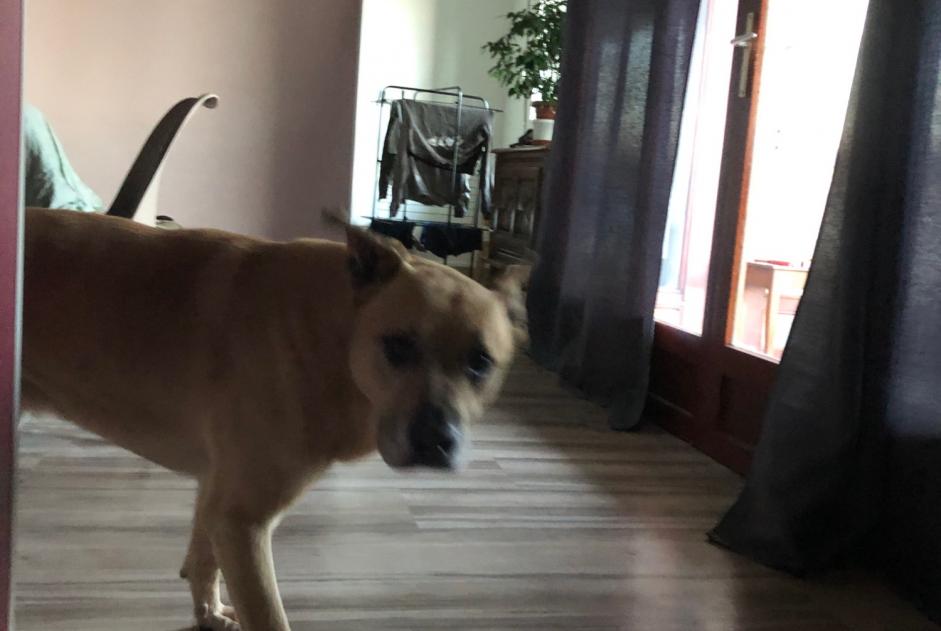 Alerta de Hallazgo Perro cruce Macho Chabottes Francia