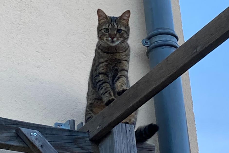 Alerta de Desaparición Gato  Macho , 1 años Montgiscard Francia