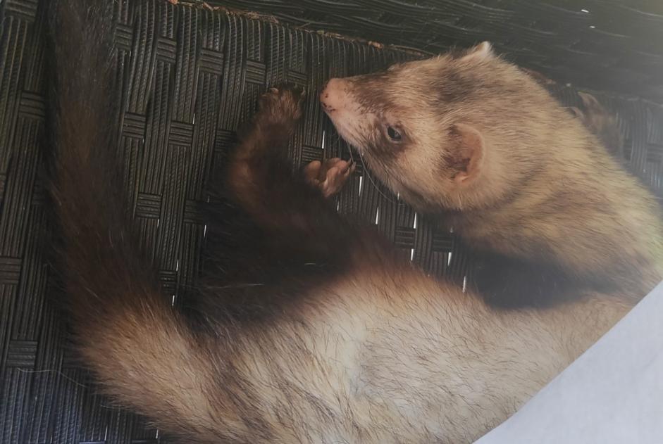 Alerta de Desaparición Otros ferret Macho , 2024 años Charmont-en-Beauce Francia