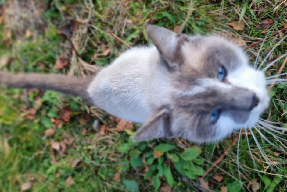 Alerta de Hallazgo Gato cruce Desconocido Sourniac Francia