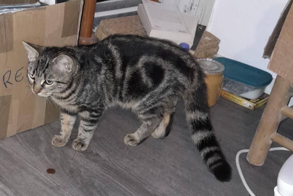 Alerta de Hallazgo Gato Desconocido Le Mans Francia